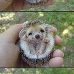 baby_hedgehog.jpg