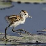 baby_jacana.jpg