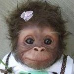 baby_monkey2.jpg