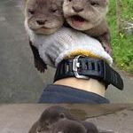 baby_otters_at_the_hirakawa_zoo.jpg