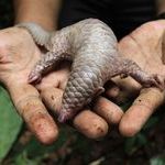 baby_pangolin.jpg