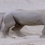 babyrhino.gif
