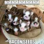 bacon_seeds.jpg