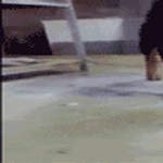 badass_cat2.gif
