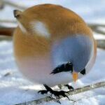 ballbird3.jpg