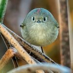 ballbird4.jpg