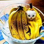 banana_cat.jpg
