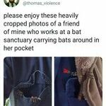 bat4.jpg