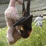 bat_cuddles.jpg