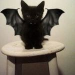 bat_kitty.jpg