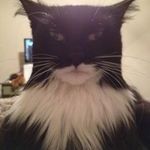 batcat4.jpg