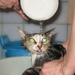 bath_cat.jpg