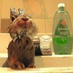 bath_time_for_bunny.jpg