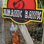 bawk.jpg