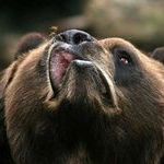bear_omnomnom.jpg