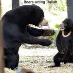 bears_acting_italian.jpg