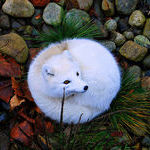 beautiful_photo_of_an_arctic_fox.jpg