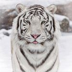 beautiful_siberian_tiger.jpg
