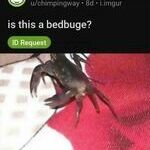 bedbug.jpg