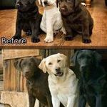 beforeafterdogs.jpg