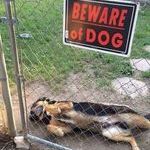beware_of_dog_3.jpg