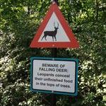 beware_of_falling_deer.jpg
