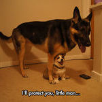 big_dog_protecting_puppy.jpg