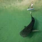 big_fish_3.jpg