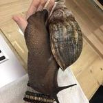 big_snail.jpg