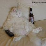 bigcat_001.jpg