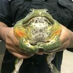 bigfrog5.jpg