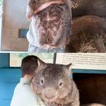 biggest_wombat_on_earth.jpg