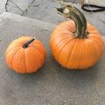 bigpumpkin.jpg