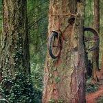 bike_tree.jpg
