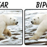 bipolar_bear.jpg