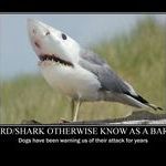 bird_shark.jpg