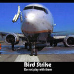 bird_strike.jpg