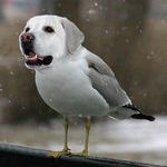 birdog.jpg