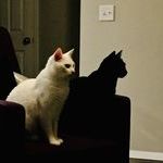 black_cat_looks_like_white_cat_shadow.jpg