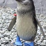 blue_socks_pingu.jpg