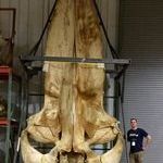 blue_whale_skull.jpg