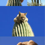 bobcat_on_saguaro_cactus.jpg