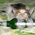 booze_cat.jpg