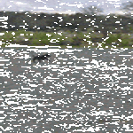 bringing_the_remote_control_to_the_dog_park.gif