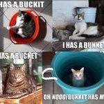 bucket_cats.jpg