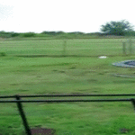 buffalo_trampoline.gif