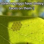 bugeggs.jpg