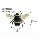 bumblebee2.jpg