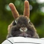 bunny_ears.jpg