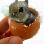 bunny_egg.jpg